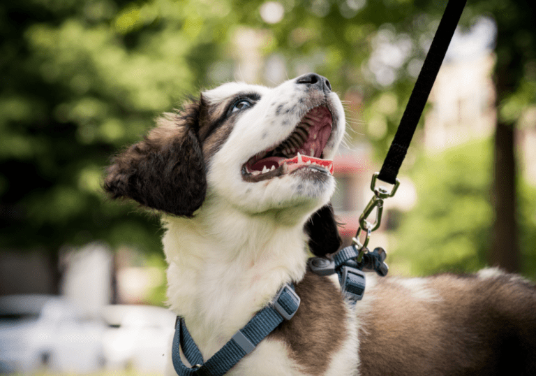 A puppy on a leash looking up attentively at its owner during a walk, illustrating the guide on mastering dog walking techniques and leash training.