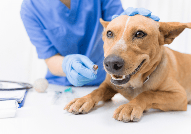 A veterinary professional in blue gloves administering oral medication to a brown dog, demonstrating practical tips for giving pills or liquid medicine to pets.