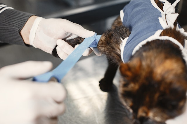 A veterinarian wrapping a blue bandage around a cat's leg during a procedure, illustrating the FAQ section on veterinary orthopedics and injury treatment.