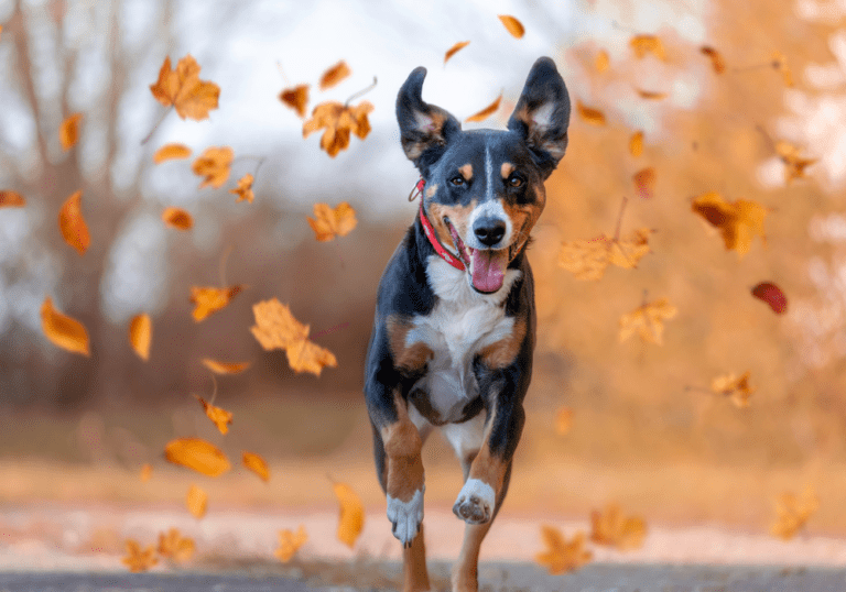 A happy tri-colored dog running towards the camera through falling orange leaves, accompanying the article on top pet health and safety tips for the autumn season.