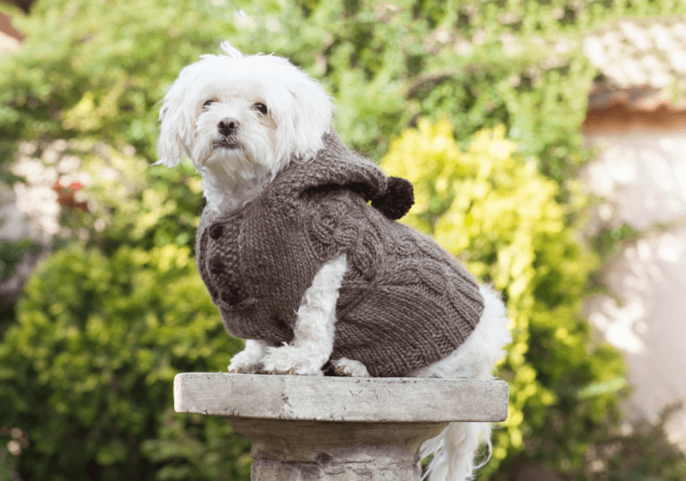 A small white Maltese dog standing on a stone pedestal wearing a grey knitted sweater, illustrating the discussion on functional and fashionable pet clothes for different weather conditions.