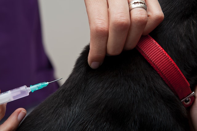 A close-up of a veterinarian administering a vaccine injection into the scruff of a black dog's neck, accompanying the Frequently Asked Questions about pet vaccinations.