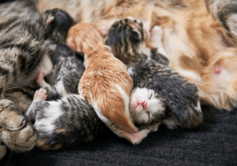 A pile of newborn kittens huddled together sleeping, accompanying the guide on what to expect during a kitten's early developmental milestones and growth stages.