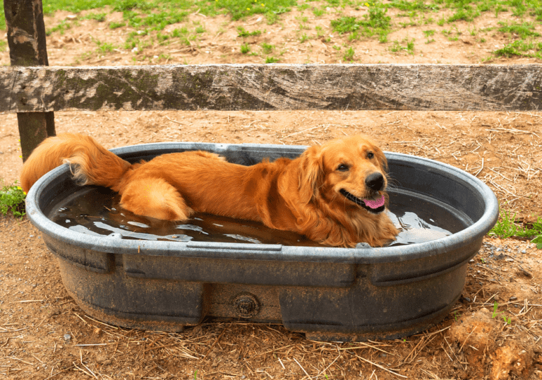 A Golden Retriever lying happily in a tub of water to cool off, representing summer safety tips and how to protect pets from heatstroke.