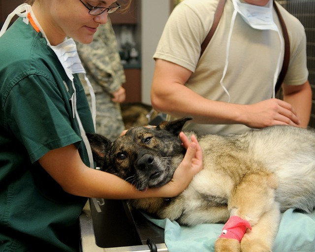 A veterinary team attending to a large dog on an exam table, accompanying the guide on important questions pet owners should ask before their pet undergoes surgery.