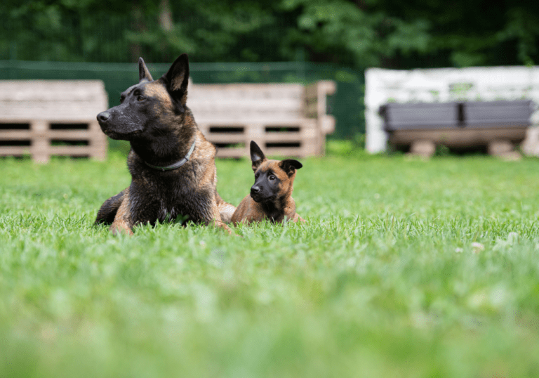 An adult shepherd dog lying in the grass next to a young puppy of the same breed, visually representing the decision-making process between adopting a puppy versus an older dog.