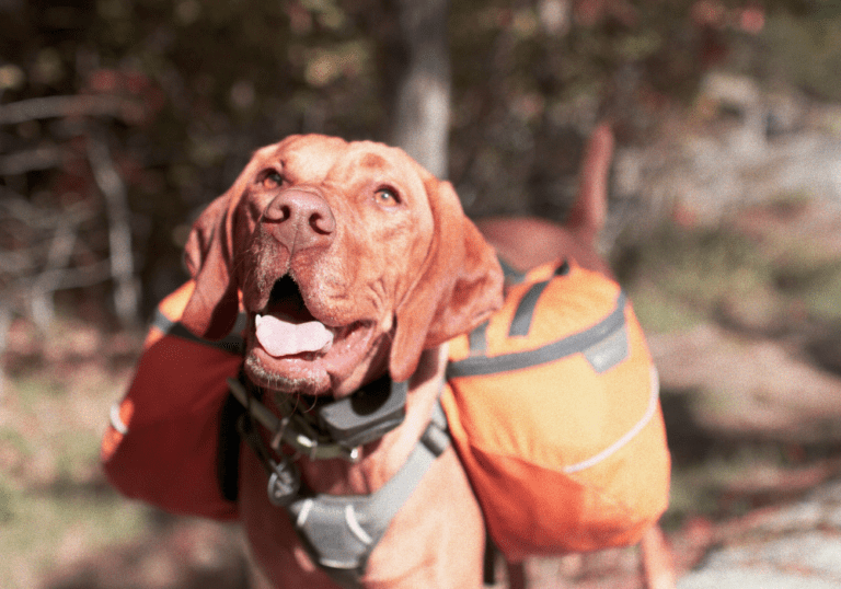 A Vizsla dog wearing an orange hiking backpack looking up happily, illustrating the discussion on whether dogs should wear backpacks during outdoor activities.