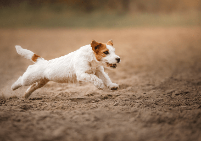 A small white and tan Jack Russell Terrier running energetically across a dirt field, illustrating the active nature and specific health considerations for small dog breeds.
