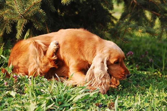 A golden Cocker Spaniel scratching its side while sitting in the grass, depicting common signs of seasonal spring allergies and skin irritation in dogs.