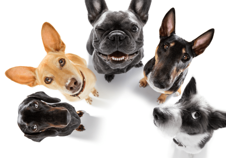 A fisheye view of five different dog breeds looking up at the camera, symbolizing the wide diversity of breeds available to match different owner personalities and lifestyles.