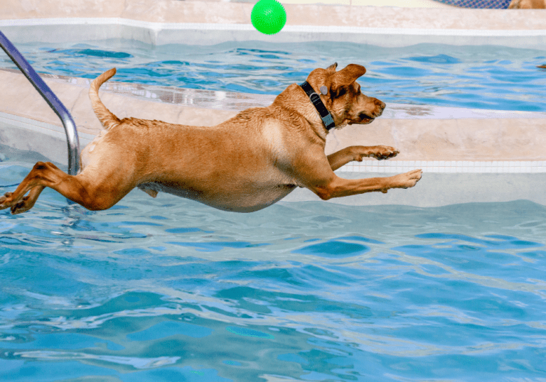 A brown dog leaping enthusiastically into a swimming pool to catch a green ball, depicting summer fun and water safety guidelines for pets.