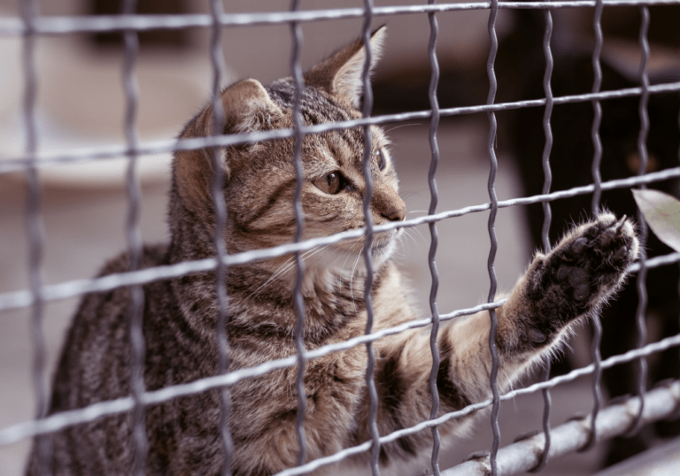 A tabby cat reaching its paw through the wire mesh of a shelter cage, emphasizing the importance of thoughtful adoption and choosing the right pet for your home.