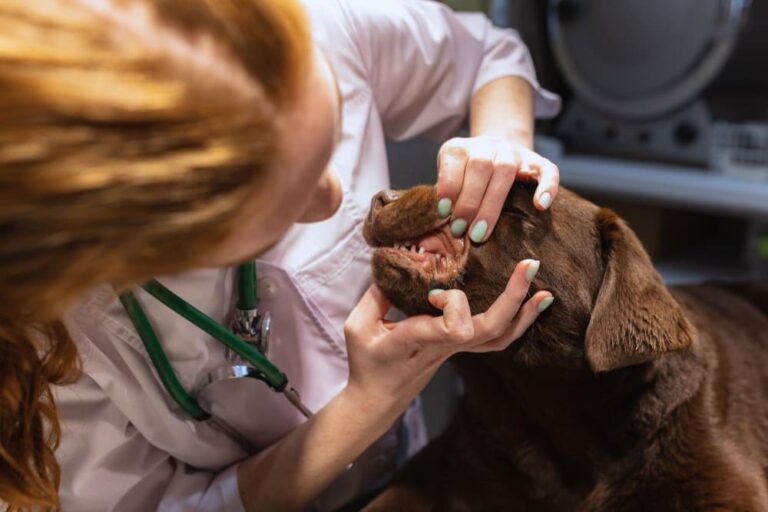 A veterinary professional examining the teeth and gums of a chocolate Labrador Retriever, highlighting the importance of regular dental care and oral hygiene for dogs.