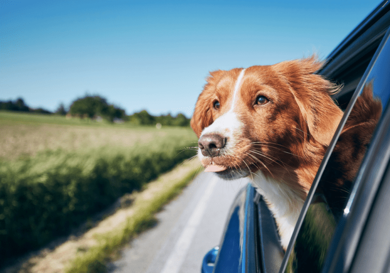 A brown and white dog sticking its head out of a car window enjoying the breeze, representing tips for safe and comfortable car travel with pets.