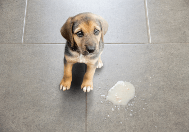 A small puppy sitting on a tile floor next to a pile of vomit, illustrating the guide on identifying different types of dog vomit and what they indicate about a pet's health.