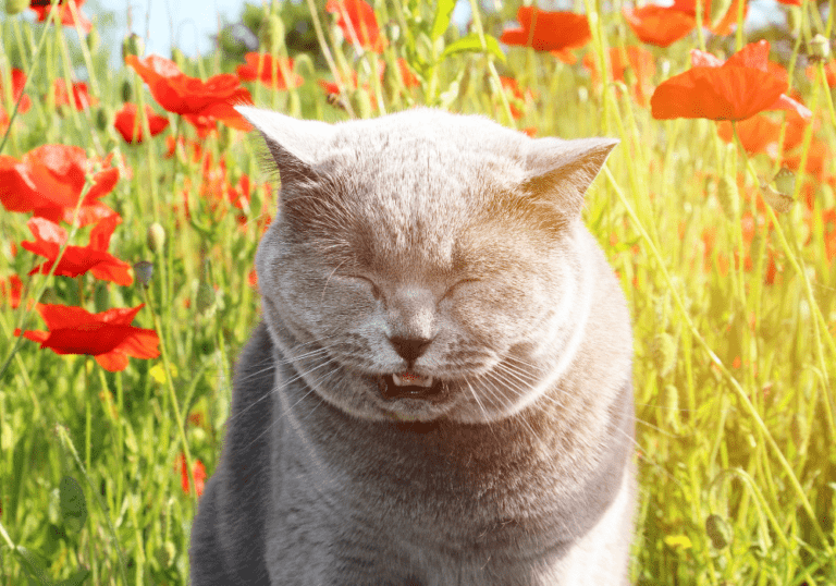Understanding Allergies in Pets: Causes and Symptoms