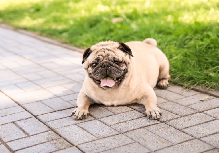 Understanding Canine Bloat: Essential Insights