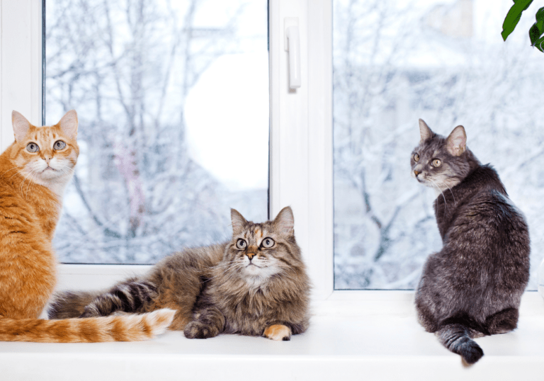 Three cats of different colors sitting together on a white window sill, representing the variety of unique characteristics and personalities found across cat breeds.