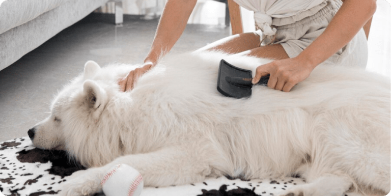 A person using a slicker brush to groom a fluffy white dog lying on a rug, illustrating the importance of routine coat maintenance and checking for fleas.