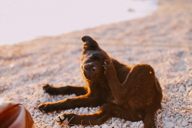 A dark-furred dog scratching its ear while lying on a pebble beach, illustrating common symptoms like skin irritation associated with canine hypothyroidism.