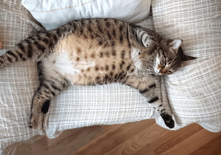 A morbidly obese tabby cat lying on its back on a sofa, illustrating the health risks and management of weight problems in pets.