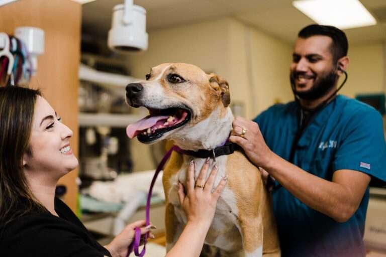 Dr. Rajvir Gillon performing a physical check-up on a dog's joints at Willow Glen Pet Hospital, illustrating the diagnosis and management of pet arthritis.