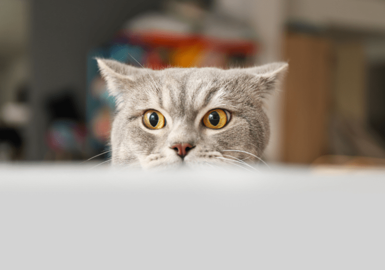 A grey British Shorthair cat peeking intensely over a table edge with wide eyes, visually representing the article on interpreting weird cat behaviors.
