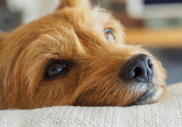 A close-up of a brown terrier dog resting its head on a blanket with a tired expression, illustrating the article on understanding the symptoms and causes of ataxia in dogs.