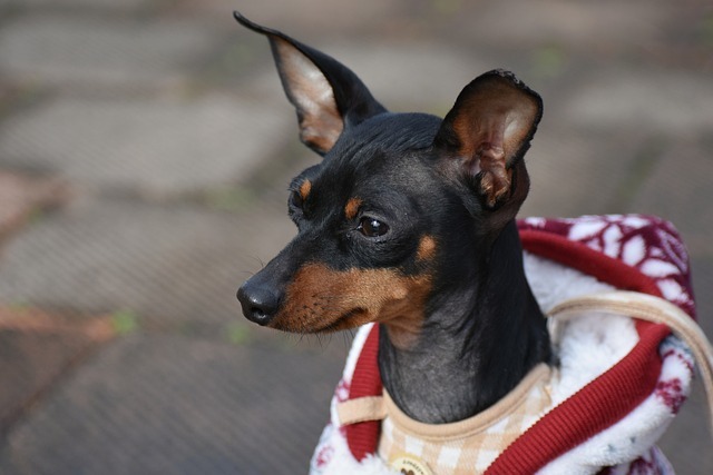 A small Miniature Pinscher wearing a warm coat outdoors, accompanying the guide on choosing the best flea and tick prevention for dogs.