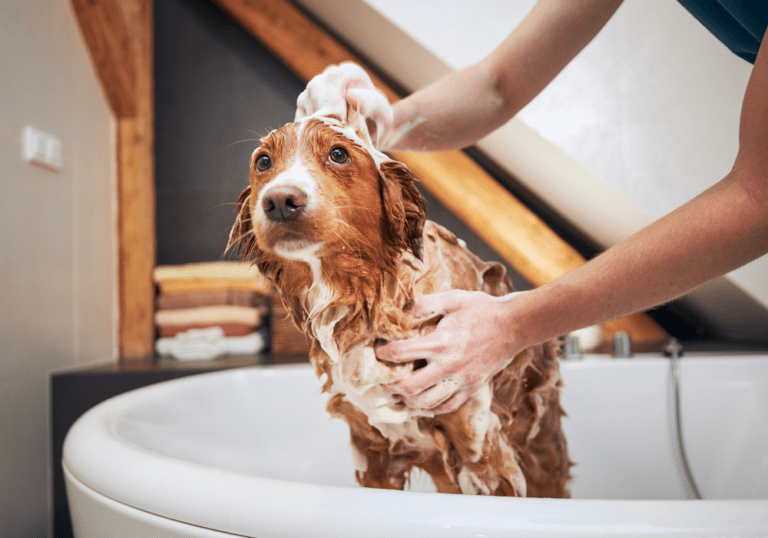 A brown dog covered in shampoo suds standing in a bathtub, depicting the guide on what to know about proper bathing and grooming techniques for dogs.