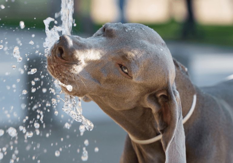 Why is Your Dog Drinking a Lot of Water?