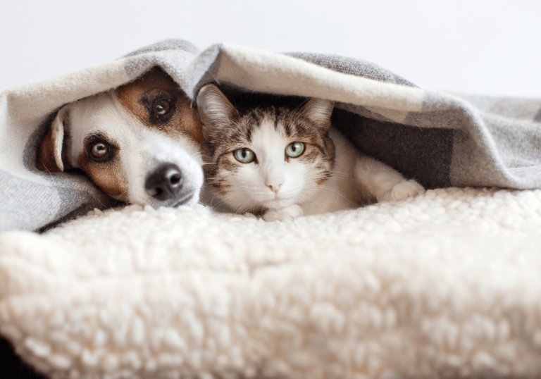 Why You Should Never Share Medicine with Your Pets