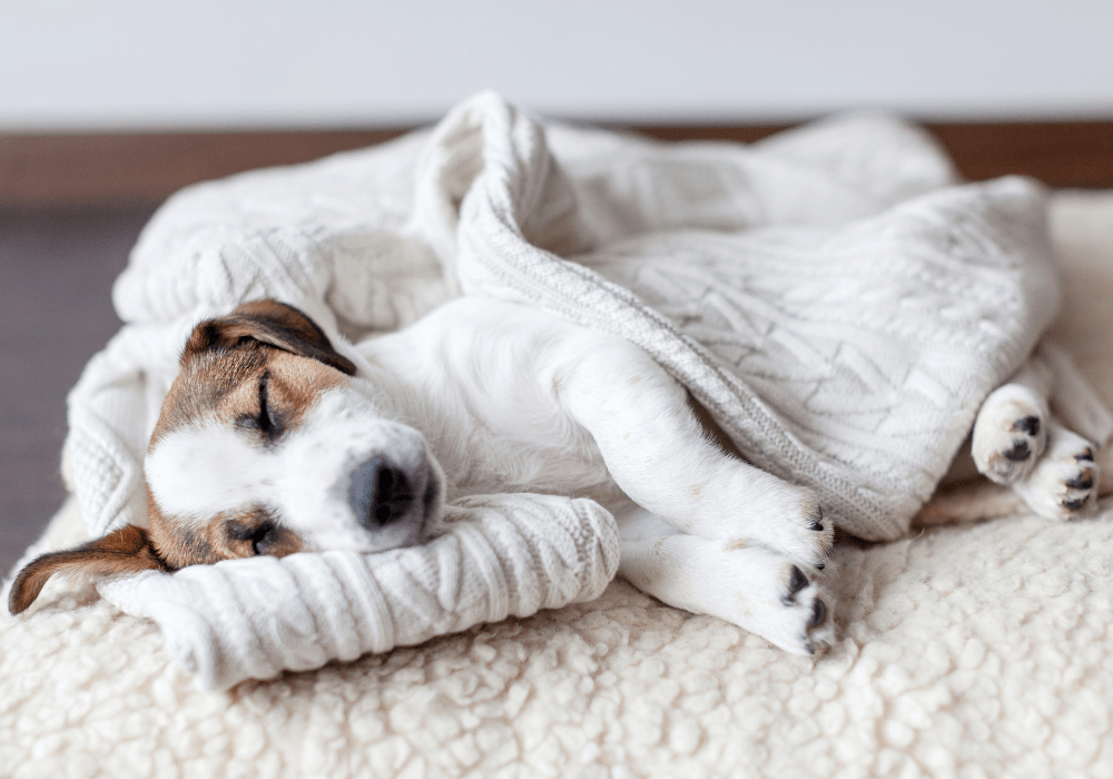 Why Your Dog is Snoring: Understanding the Causes and Solutions