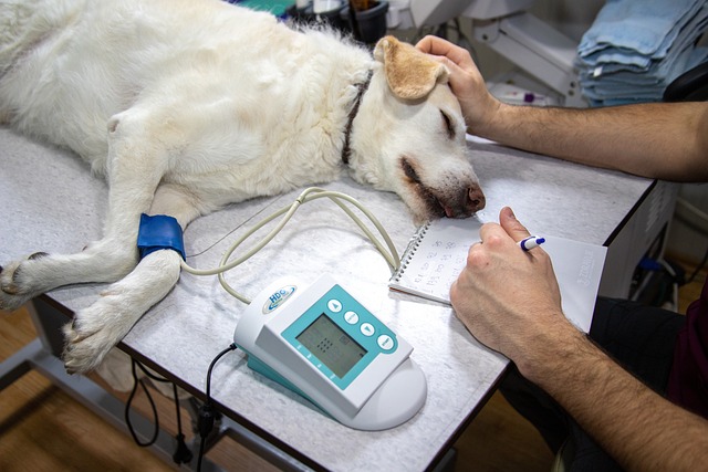 Dog receiving care and attention at the veterinarian's clinic, preparing for surgery.