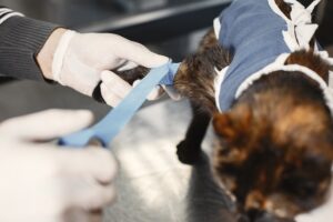 Cat getting its paw bandaged by a veterinarian, showcasing orthopedic care.