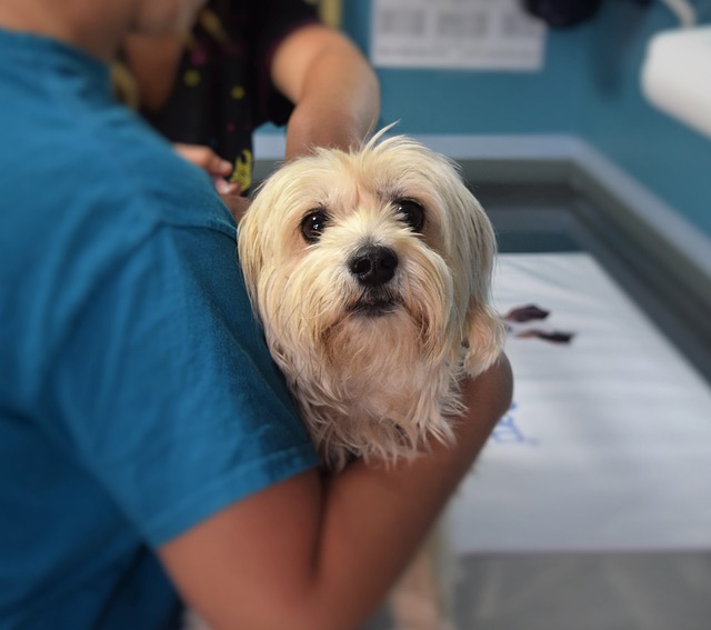 Attentive dog receiving care at the veterinarian's clinic.